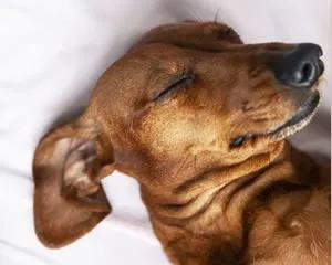 pet friendly