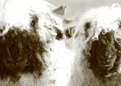 logie farm holiday pods sheep