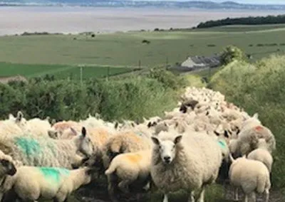 Sheep on road with Logie Farm in background