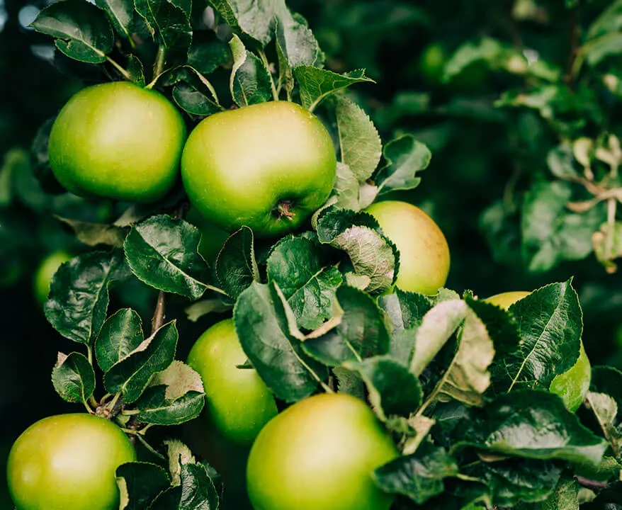 Apple on tree